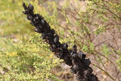 Cistanche phelypaea