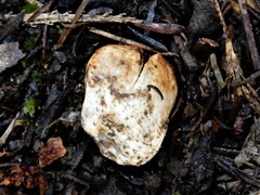 Descomyces