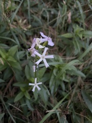 Saponaria