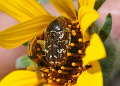 Euphoria leucographa
