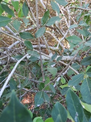 Zanthoxylum arborescens
