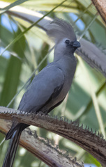 Corythaixoides concolor