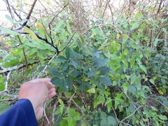 Zanthoxylum arborescens