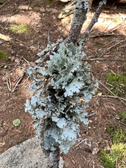 Platismatia tuckermanii