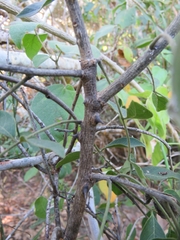 Zanthoxylum arborescens