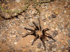 Aphonopelma iodius