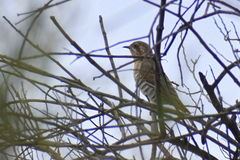 Chrysococcyx basalis
