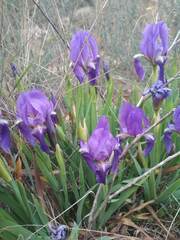 Iris lutescens