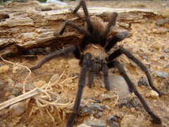 Aphonopelma iodius