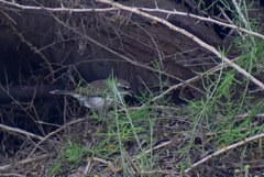 Sericornis maculatus