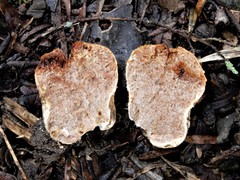 Descomyces