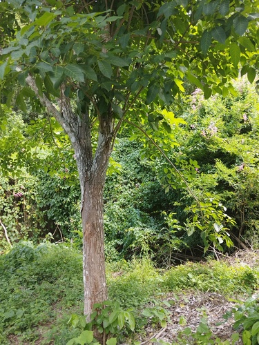 Tabebuia rosea