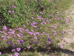 Glandularia tenera