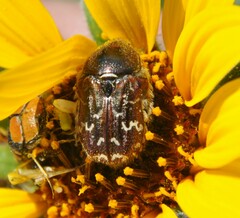 Euphoria leucographa