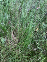 Eleocharis acicularis