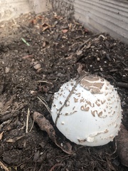 Chlorophyllum