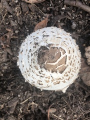 Chlorophyllum