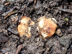 Descomyces