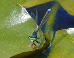 Ischnura damula