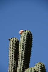 Trichocereus chiloensis
