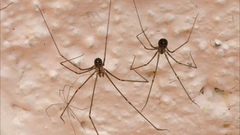 Pholcidae