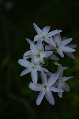 Leucocoryne ixioides