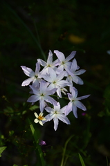 Leucocoryne ixioides