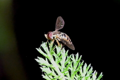 Toxomerus occidentalis