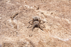 Aphonopelma iodius