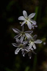 Leucocoryne ixioides