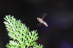 Toxomerus occidentalis