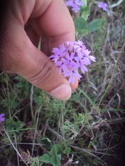 Glandularia tenera