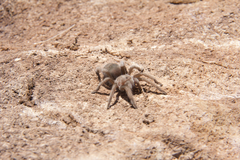 Aphonopelma iodius