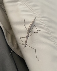 Pseudosermyle truncata