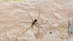 Pholcidae
