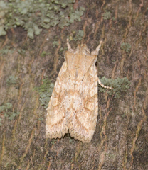 Lithophane bethunei