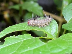 Dasychira vagans