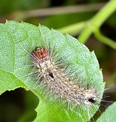 Dasychira vagans