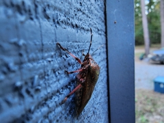 Alcaeorrhynchus grandis