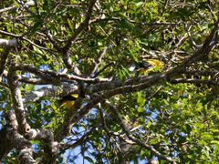 Oriolus chinensis