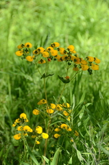 Calceolaria corymbosa
