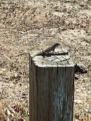 Sceloporus occidentalis