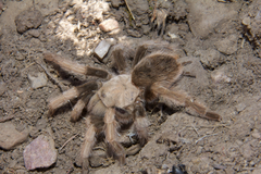 Aphonopelma iodius