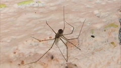 Pholcidae