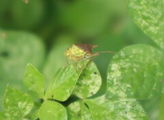 Carpocorini