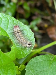 Dasychira vagans