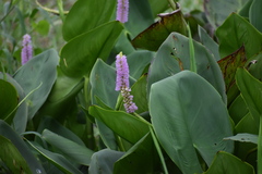 Pontederia sagittata