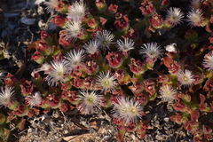 Mesembryanthemum crystallinum