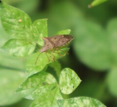 Carpocorini