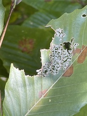 Acalitus ferrugineum